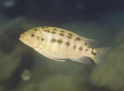 Petrotilapia flaviventris 'Cobwe'